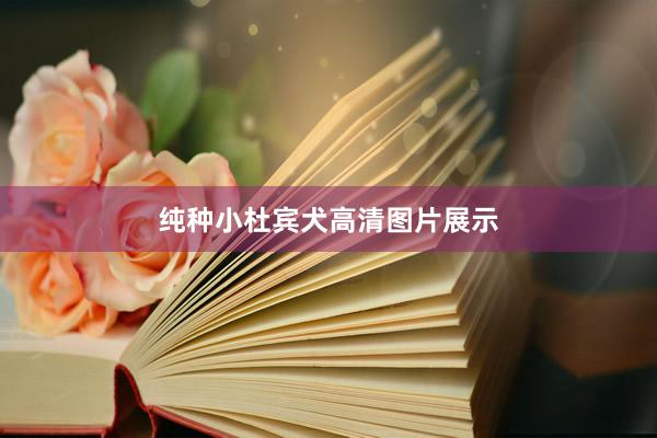 纯种小杜宾犬高清图片展示